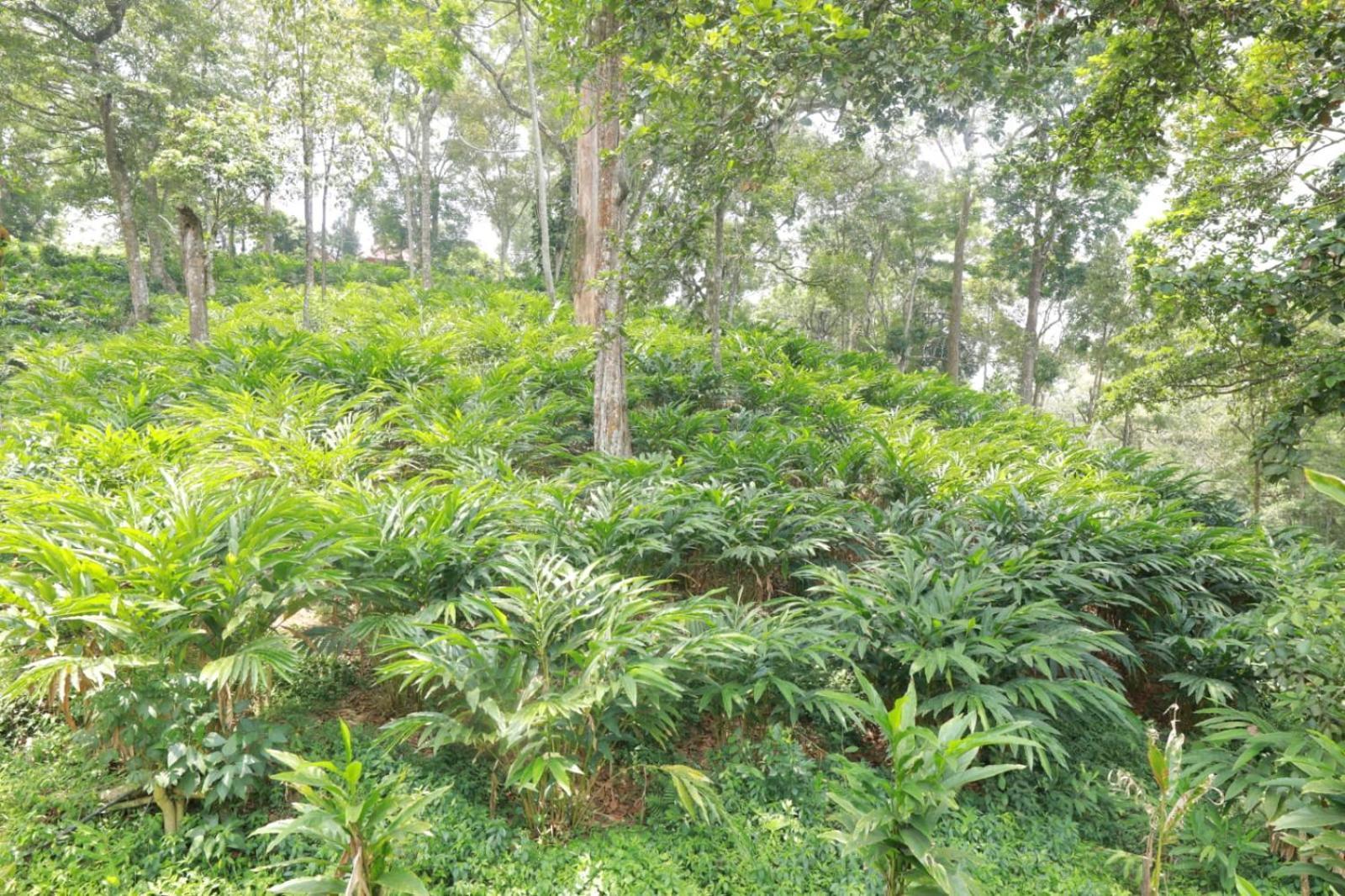 Green Shades Munnar Bagian luar foto